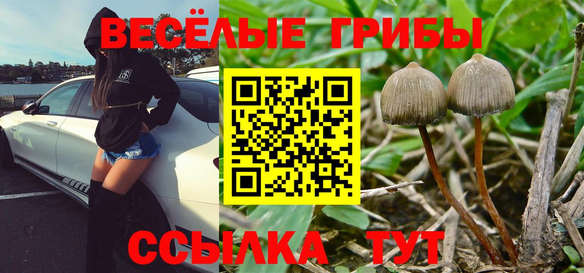 хочу   Вход с VPN  Кстово  Псилоцибиновые грибы MAGIC MUSHROOMS 